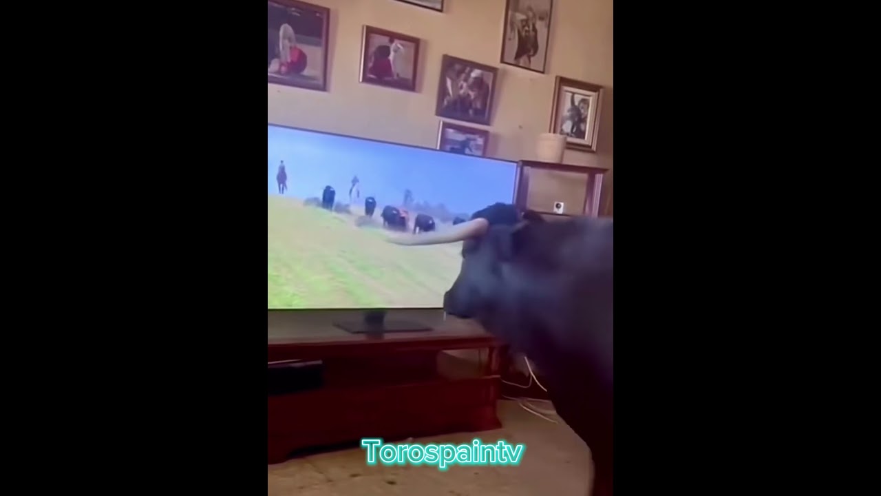 INCREÍBLE‼️ UN TORO VIENDO LOS TOROS EN LA TV DE CASA🔥⚠️