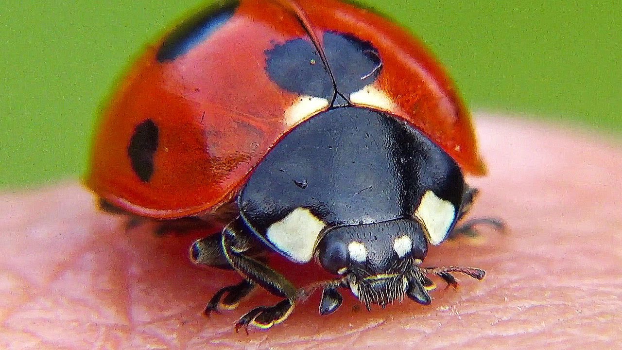 #15 てんとう虫と遊ぼう♪ | Ladybug | божья коровка