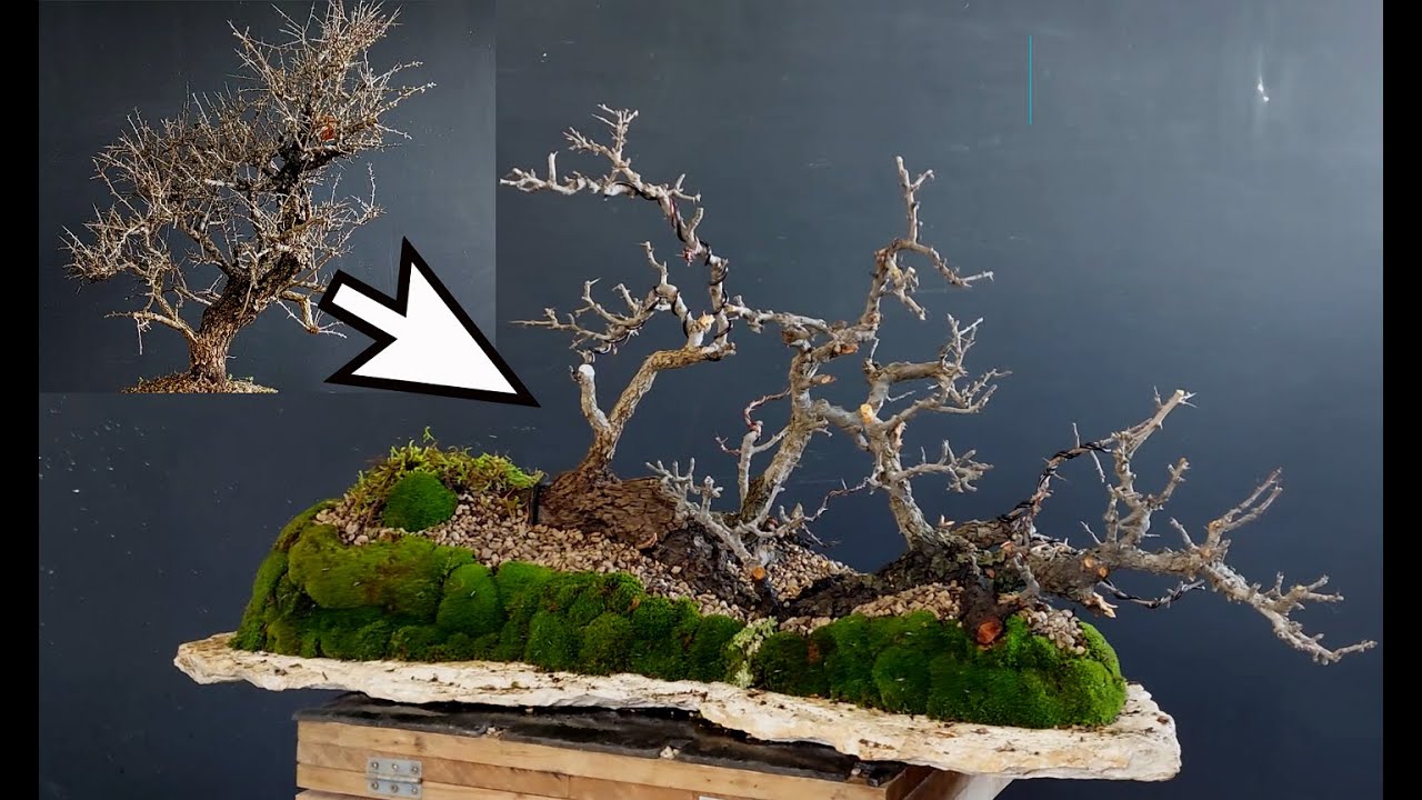 Bonsai cambiamento radicale