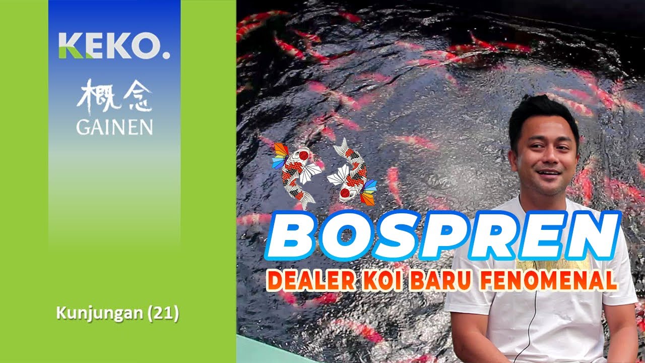 BOSPREN MELEJIT | Dealer Koi Jepang Baru Tapi Koinya Aduhai | Kunjungan (21)