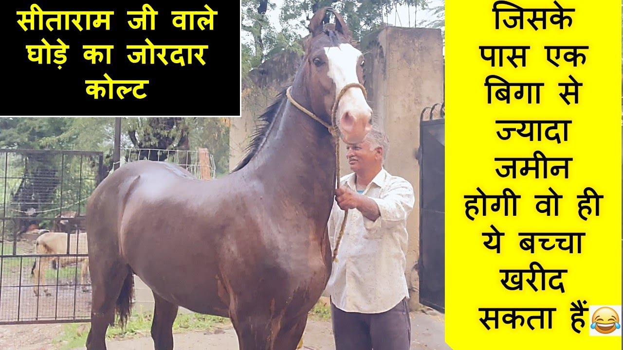 सीताराम जी वाले घोड़े का कोल्ट || जिसके पास एक बिगा से ज्यादा जमीन होगी वो ही ये बच्चा खरीद सकता हैं