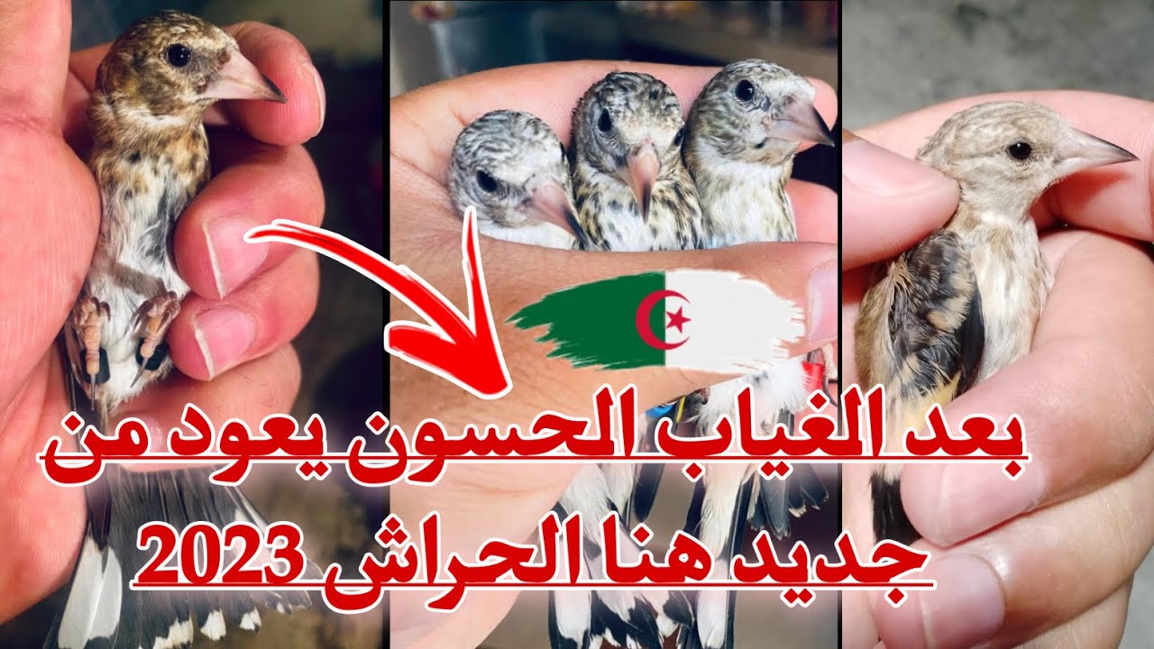 عدوى الإرتفاع تنتقل من الكباش إلى فراخ الحسون لهذا الموسم ا طلب كثير وعرض قليل مباشر من سوق الحراش