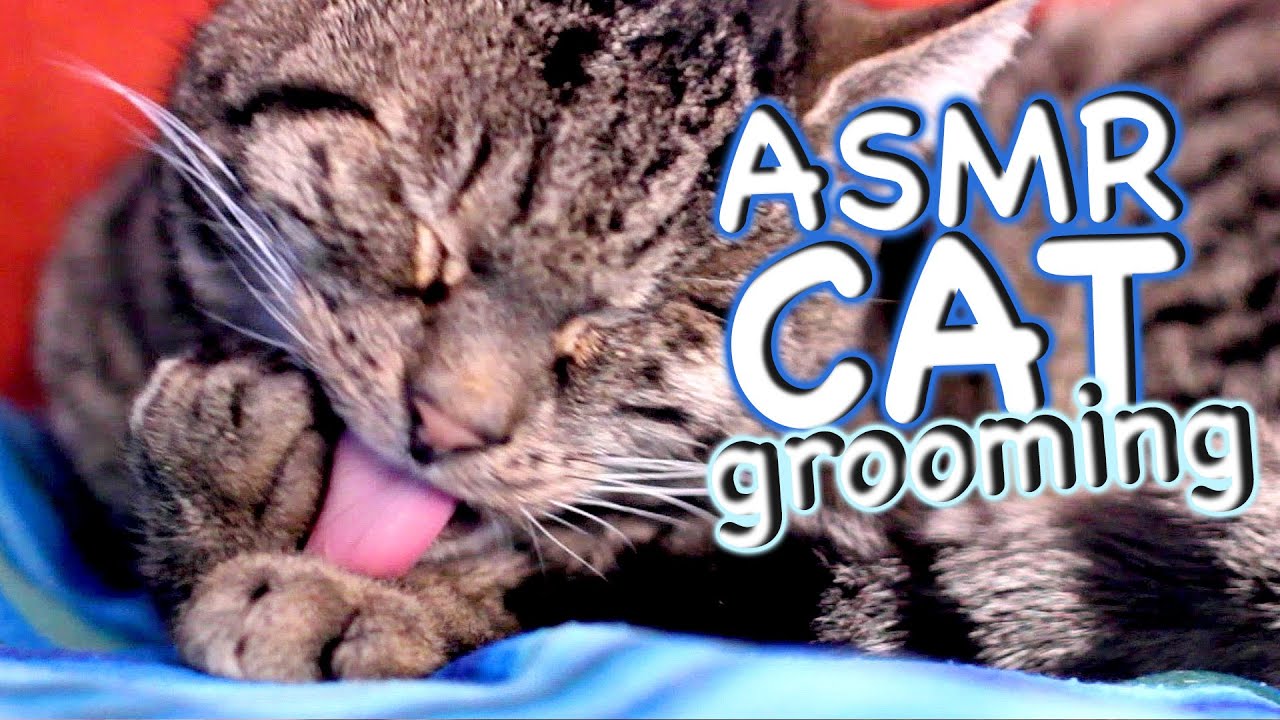 ASMR Cat - Grooming #16
