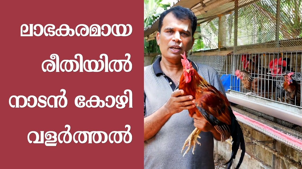 How to raise hen in a profitable way? | ലാഭകരമായ രീതിയില്‍ നാടന്‍ കോഴികളെ എങ്ങനെ വളര്‍ത്താം?