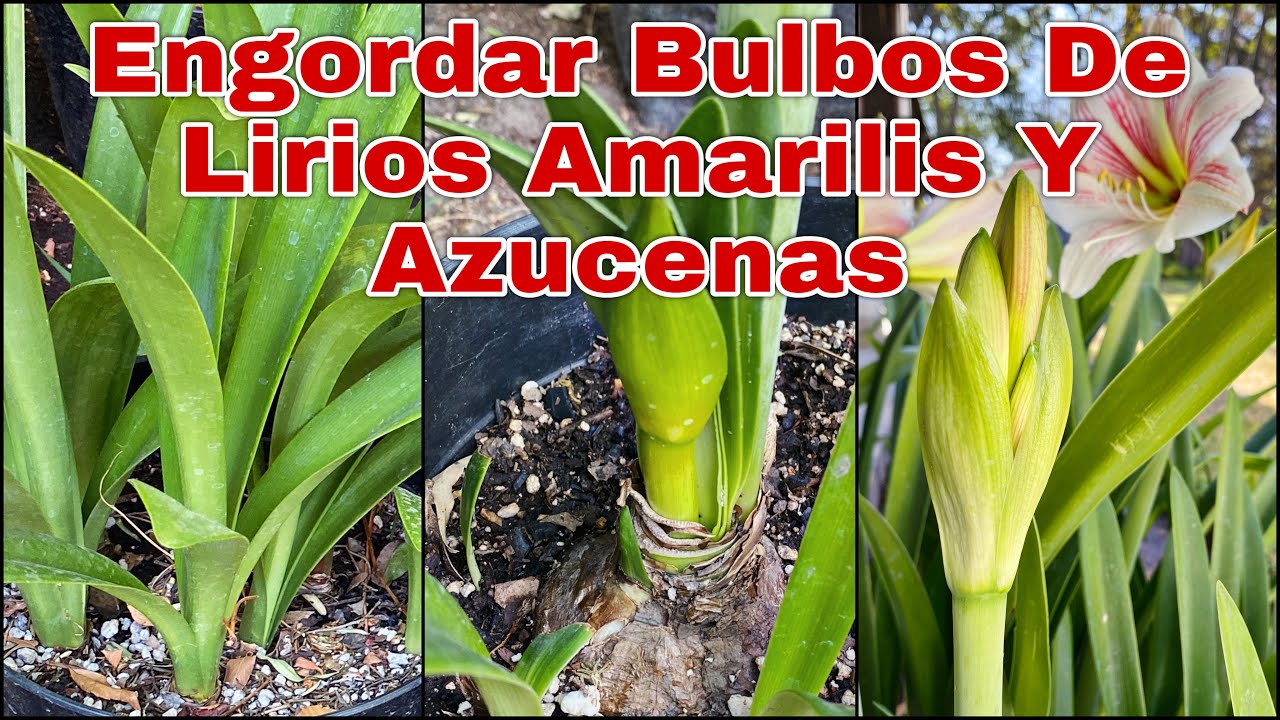 HACER engordar BULBOS de LIRIOS AMARILIS o AZUCENAS lily- Hippeastrum amaryllis