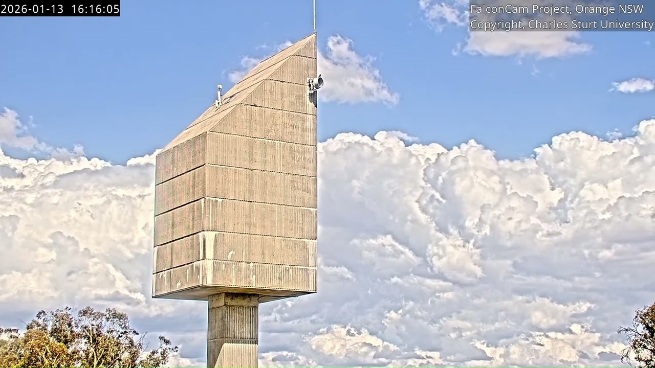 Girri on the tower and chasing Diamond, FalconCam Project, Orange NSW, 13 January 2026