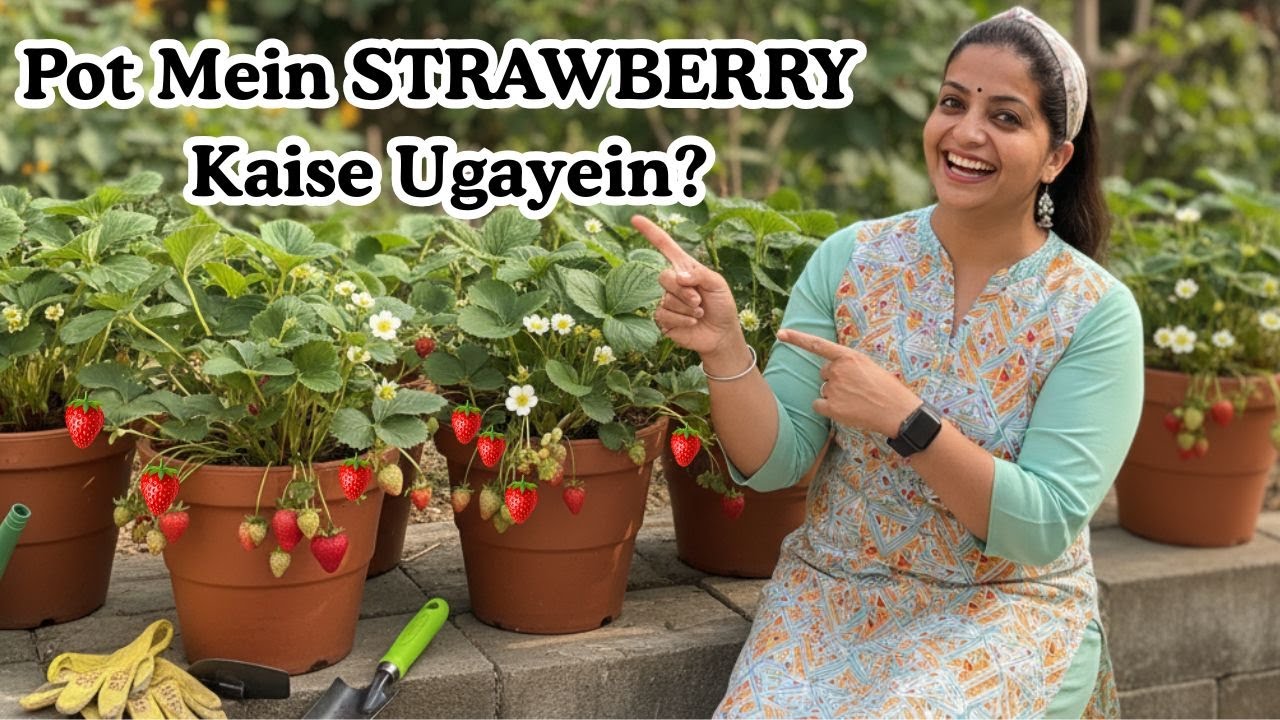 🍓How to Grow and Care Strawberry Plants in Pots : Full Tips | बड़ी स्ट्रॉबेरी उगाने का तरीका