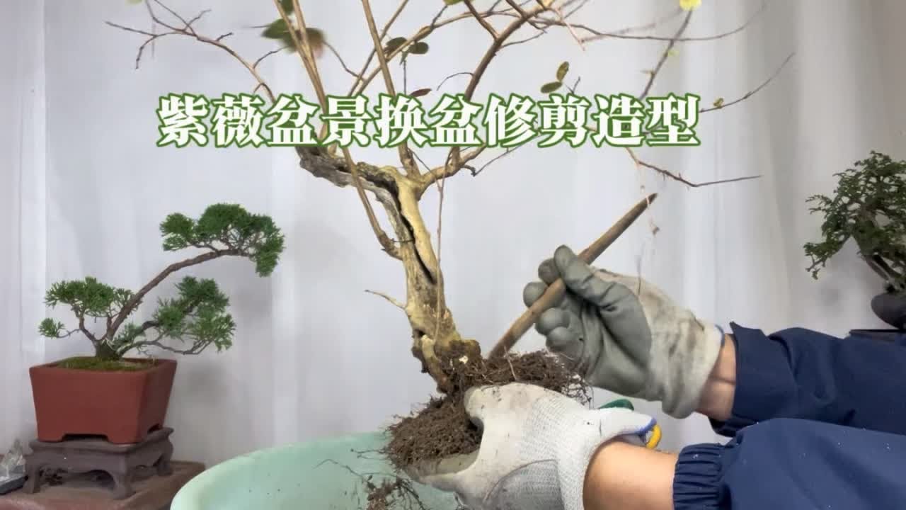 紫薇盆景冬季换盆修剪和造型以及养护方法，很实用！赶紧看看 园艺师教你，紫薇盆景修剪换盆以及养护注意事项。#紫薇盆景