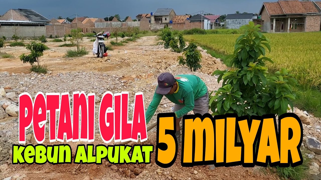PETANI GILA TANAM ALPUKAT DENGAN BIAYA FANTASTIS | KEBUN BITSHOP KING