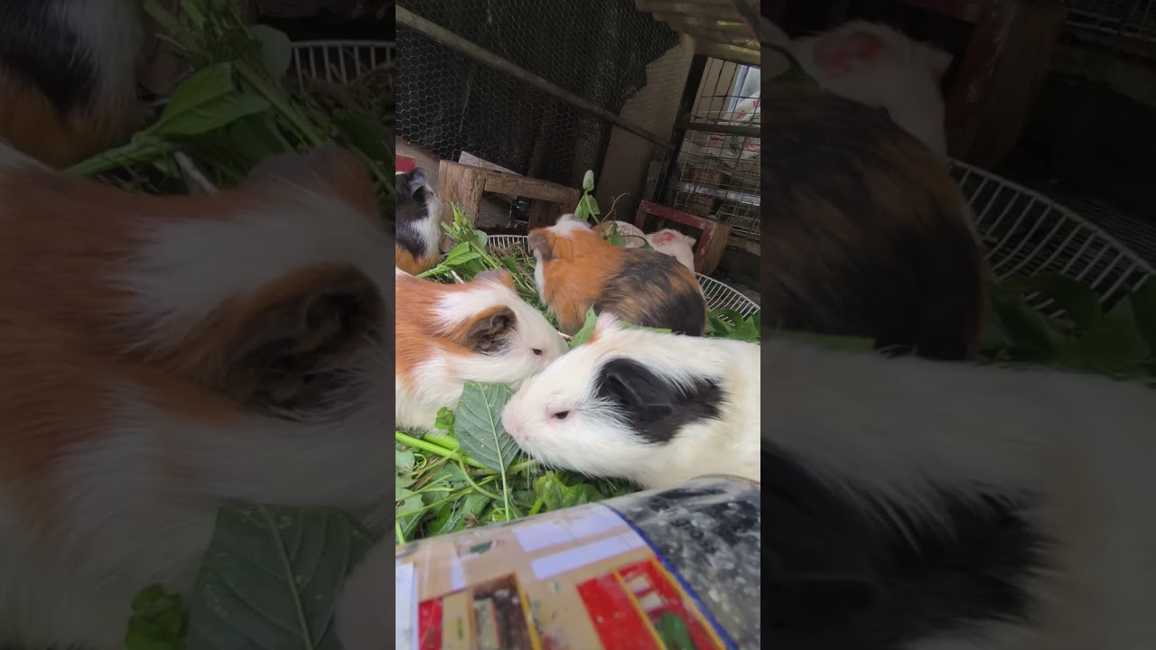 Baru ngangon kasi makan bocil, sambil lihat2 ,beres rebes