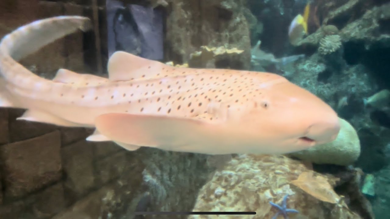 Shark reef at Mandalay Bay in Las Vegas NV, What an Aquarium