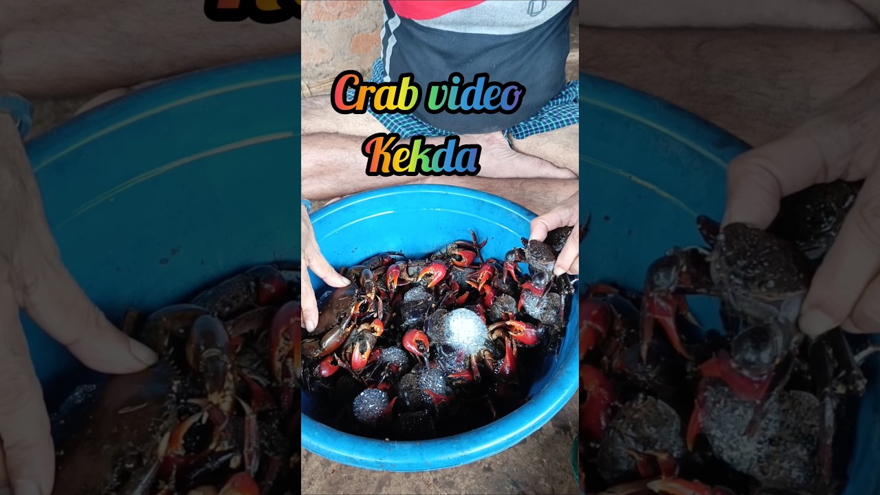Crab video 👾 | #kekda #crab #crabfishing #chimbori #crabhunting #fish #shorts #ytshorts #shortsfeed