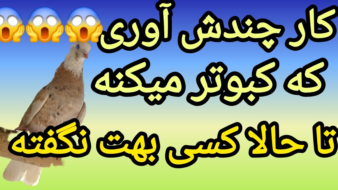 :راز شوکه‌کننده:چرا کبوترها فضله خود را می‌خورند؟: Secret:Why Do Pigeons Eat Their Own Poop?