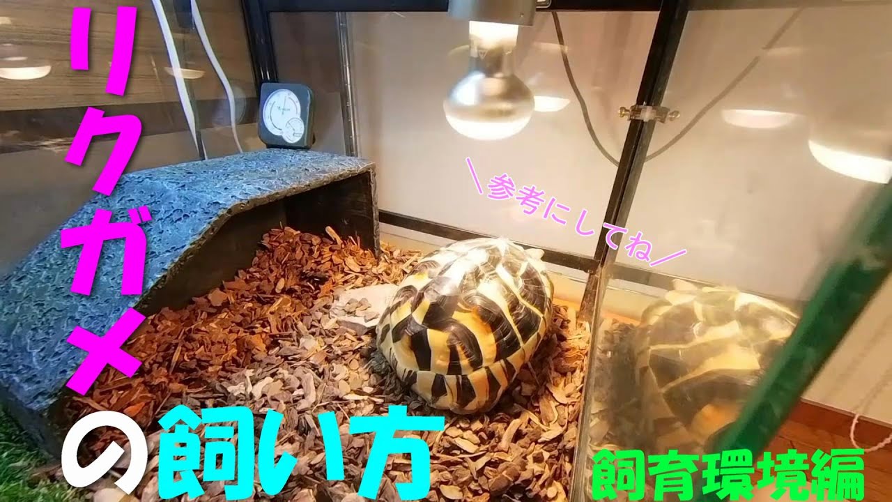 【ヘルマンリクガメ】リクガメの飼い方：飼育環境編