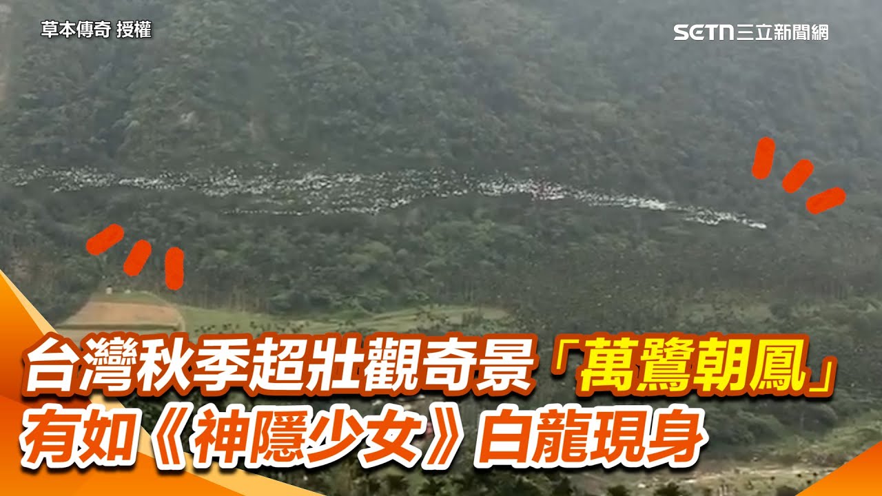 台灣秋季超壯觀奇景「萬鷺朝鳳」！嘉義梅山黃頭鷺遷移 有如《神隱少女》白龍現身｜三立新聞網 SETN.com