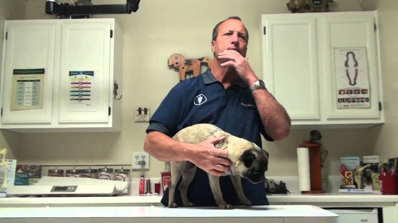 What Makes Dogs Itch?