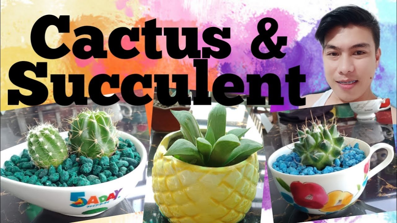 Cactus and Succulent lovers