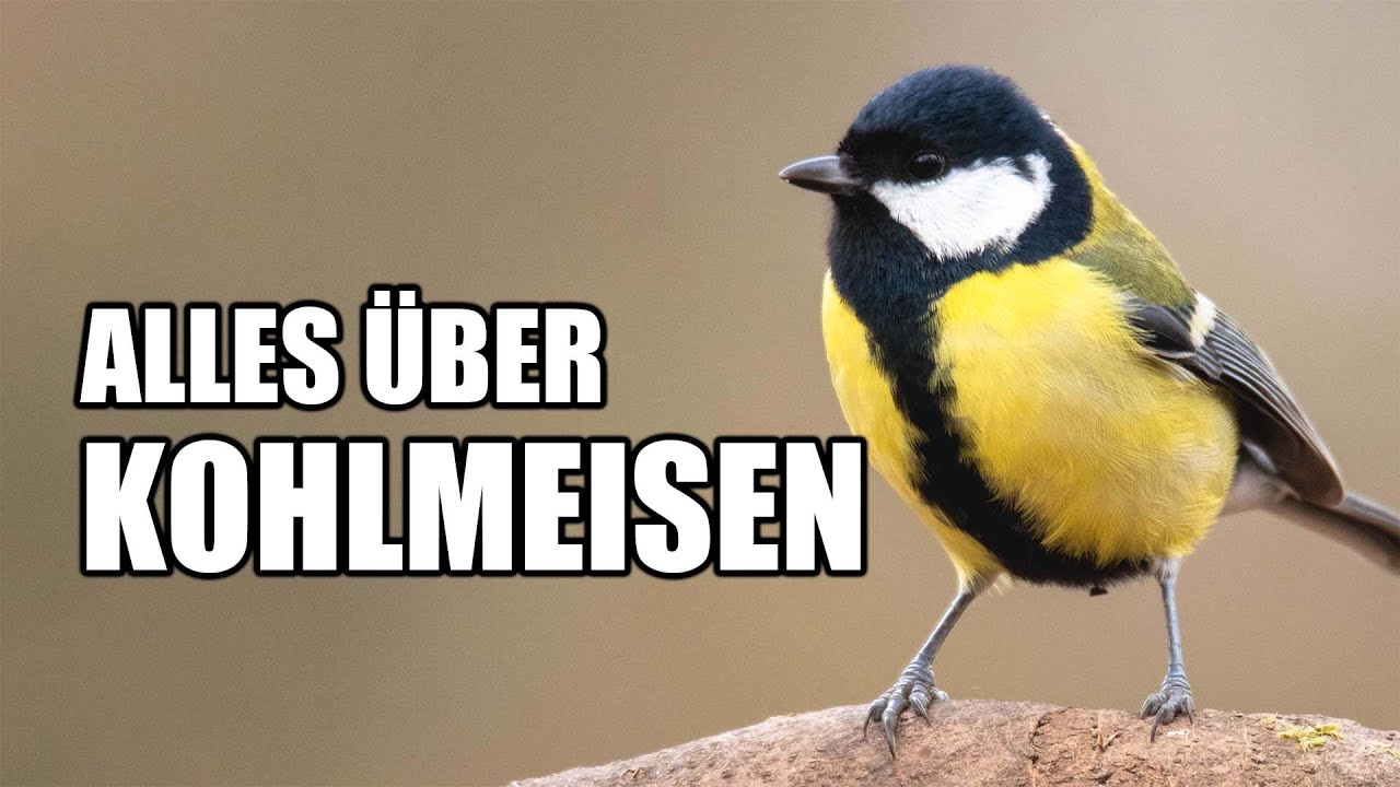 Die Kohlmeise - Aussehen, Vogelstimme, Lebensweise (Steckbrief)