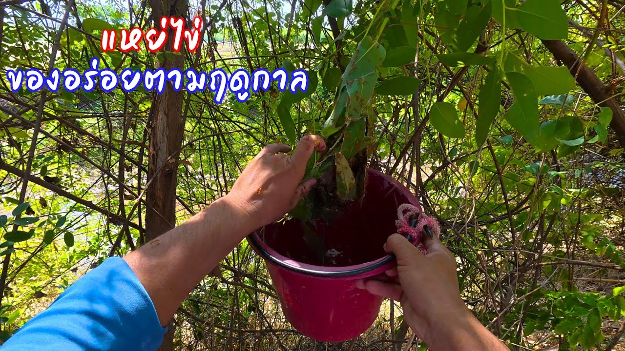 เลาะป่าตามล่าหาไข่ ของอร่อยตามฤดูกาล 500ก็ไม่บ่นทั้งแสบทั้งเจ็บ / ตุ้มแพรว พาเพลิน EP.938