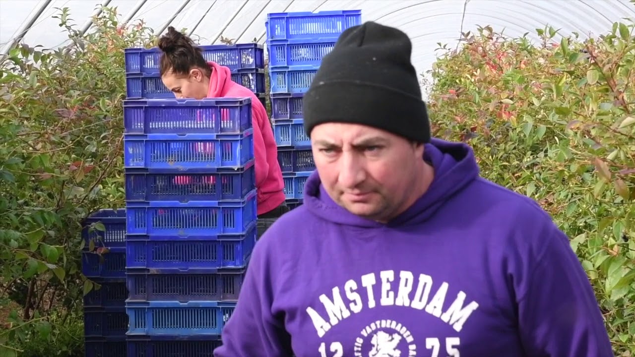 Castleton Fruit Ltd - Recruitment (Bulgarian)