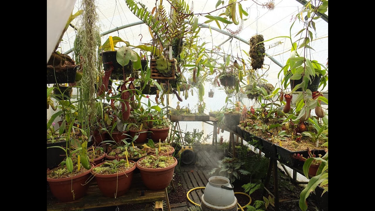 Nepenthes serre - Avril 2013