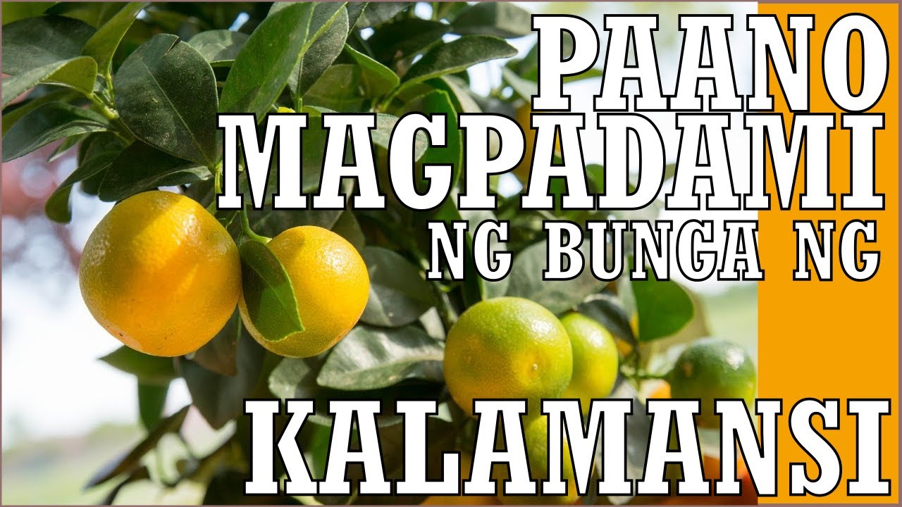 OFF SEASON HARVEST KALAMANSI  SECRET [Paano Magpabunga PART 2]