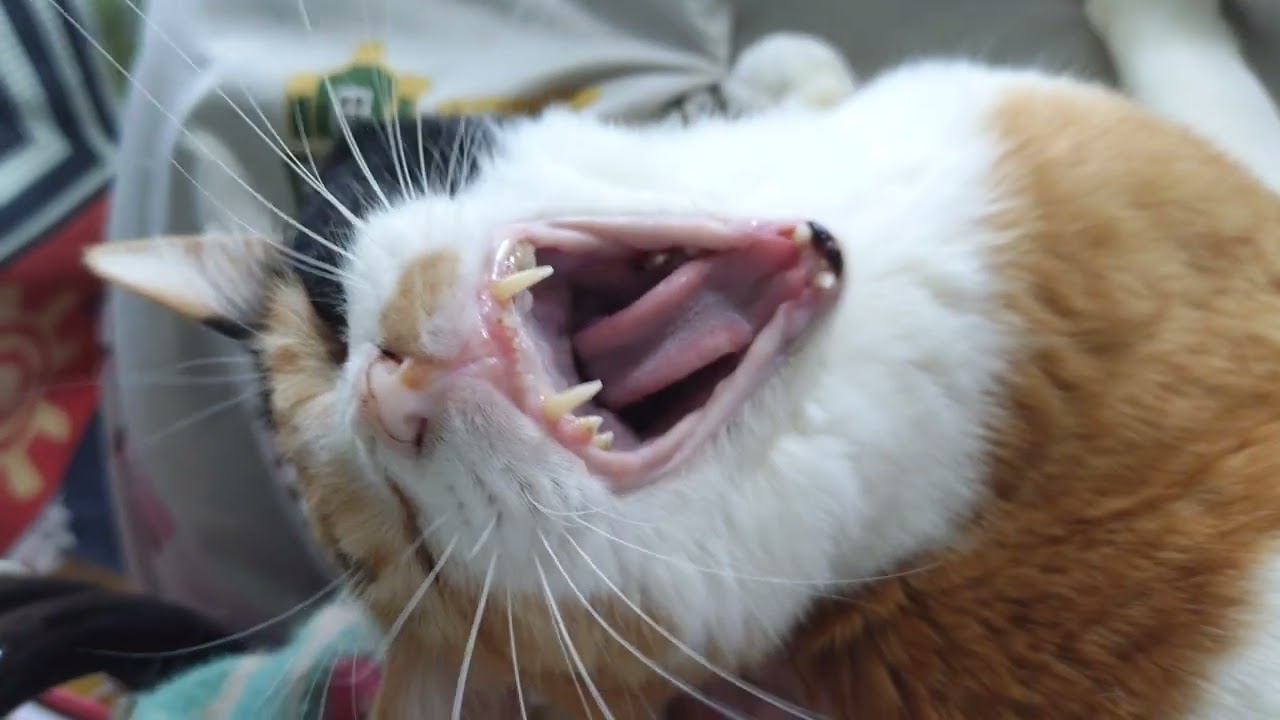 ミイちゃんの取りっこ🤣