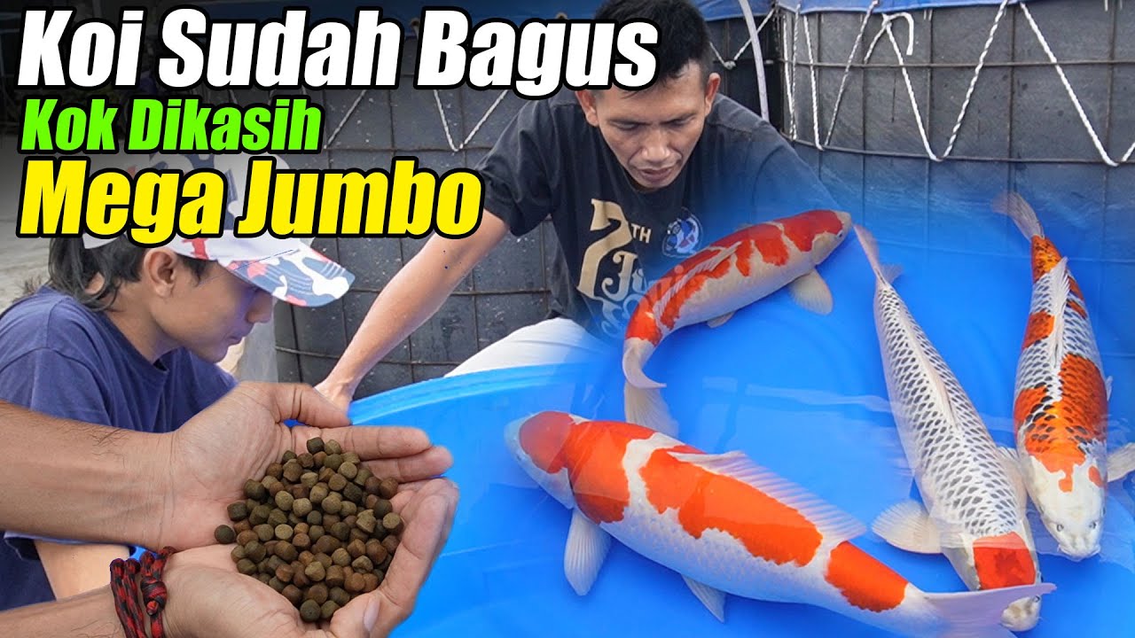 Ikan Koi Bagus Pakan juga Harus Bagus. Yang lain ketar-ketir Melihat Ini | Mega Jumbo