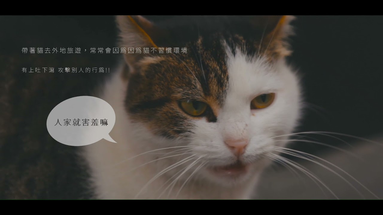 CATWOO
