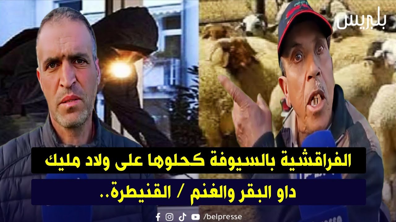 الفراقشية بالسيوفة كحلوها على ولاد مليك داو البقر والغنم / القنيطرة.. 
