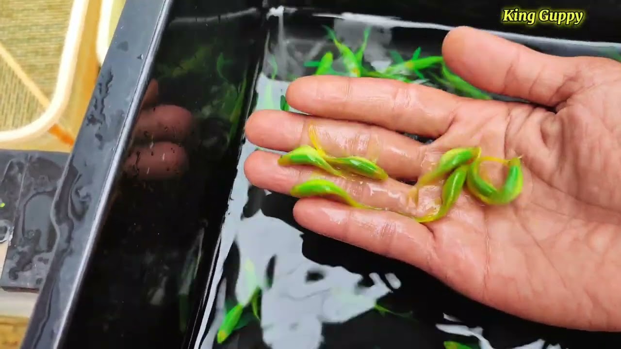 Breeding masal ikan danio slayer