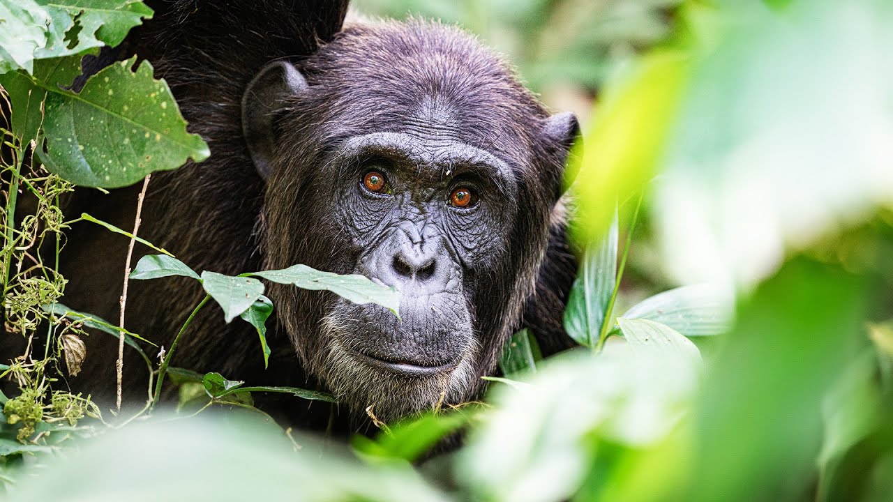 A Journey of Rescue and Recovery in Monkey World