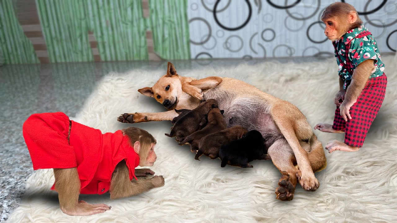 Best moments! Cutis journey rescues and cares for puppies!