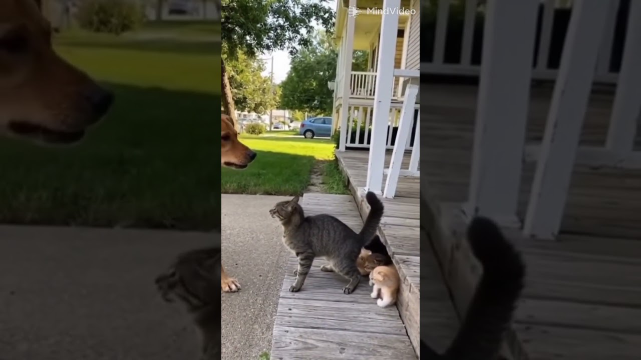 Brave Mom Cat Fights Off Dog to Protect Her Kittens 😱🐱❤️