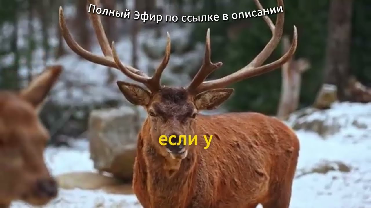 Как снова почувствовать вкус жизни и желание действовать. Арсен Маркарян