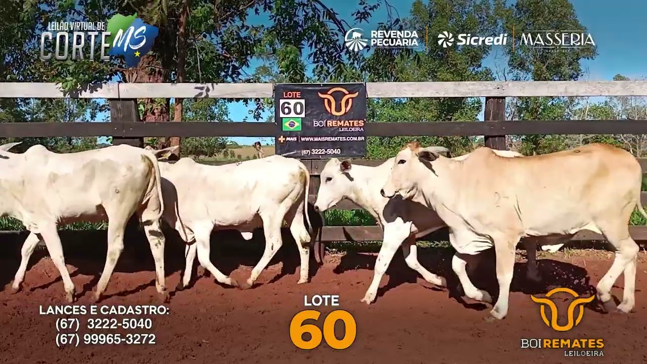 Lote 60