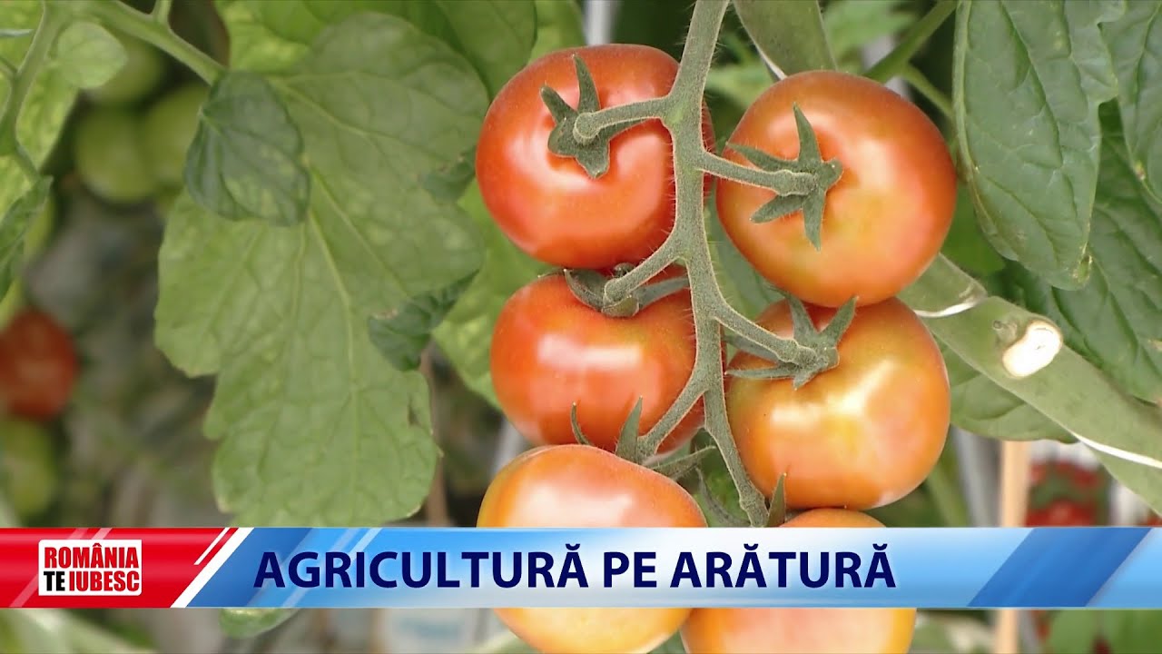 ROMÂNIA, TE IUBESC! - AGRICULTURĂ PE ARĂTURĂ