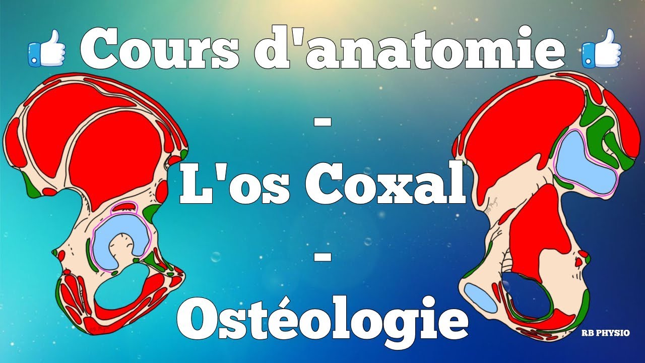 Anatomie du membre inférieur - L' os coxal