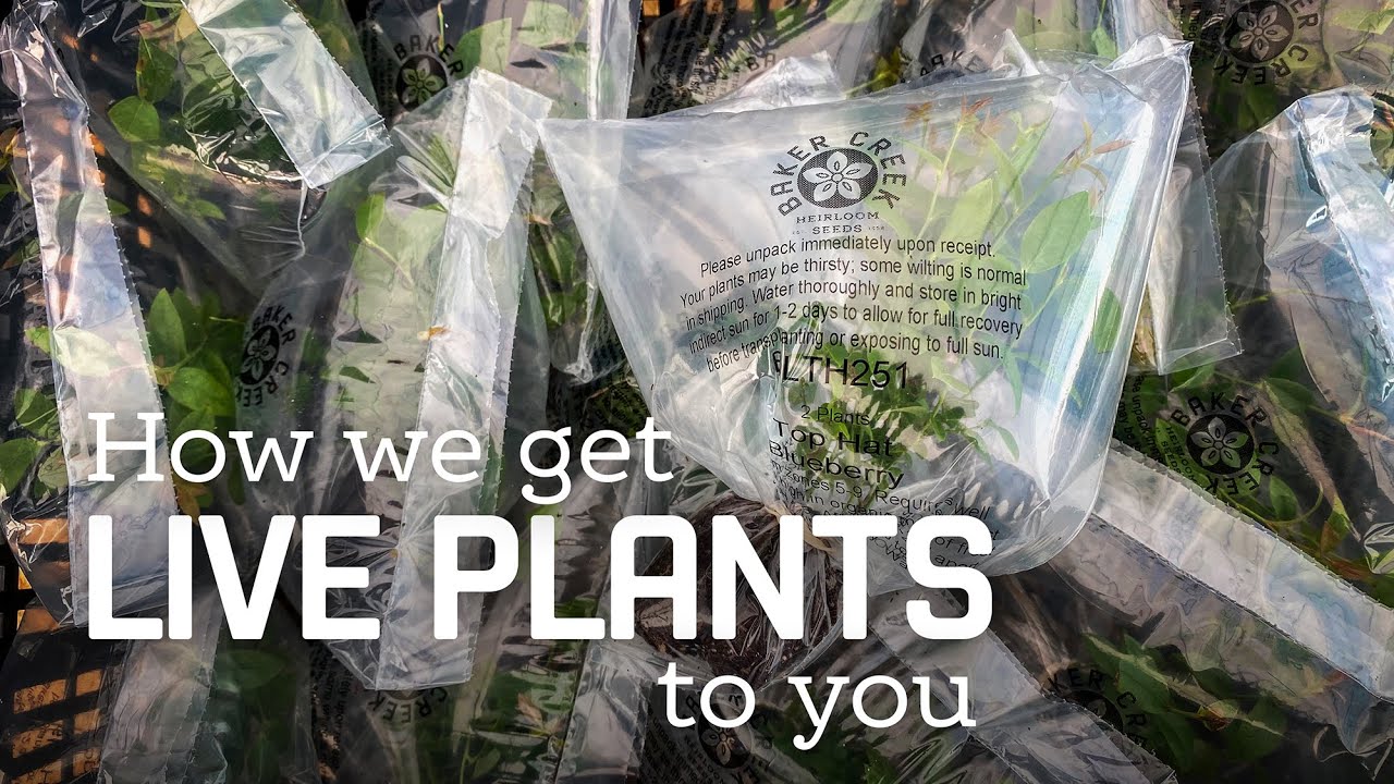 How We Get Live Plants to You