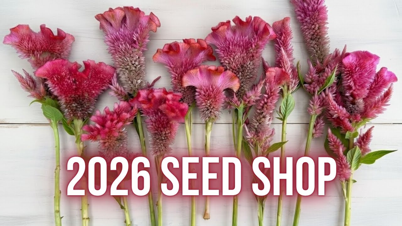 Открытие магазина семян в 2026 году | PepperHarrowFarm.com