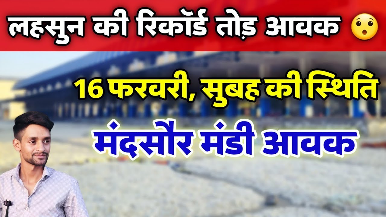 नई लहसुन की आवक मंदसौर मंडी 16 फरवरी 2026 | Garlic Arrival Mandsaur APMC #Mandsaur_Mandi_Update 