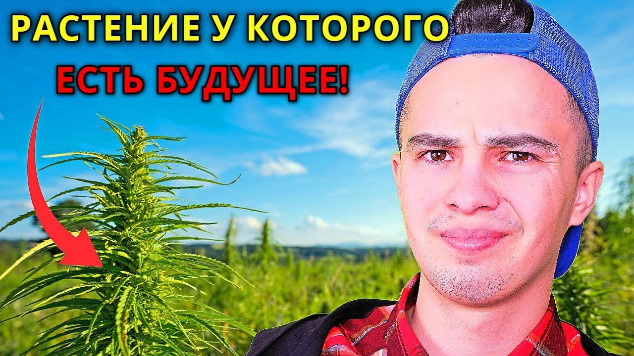 Почему Это Растение Может Спасти Мир