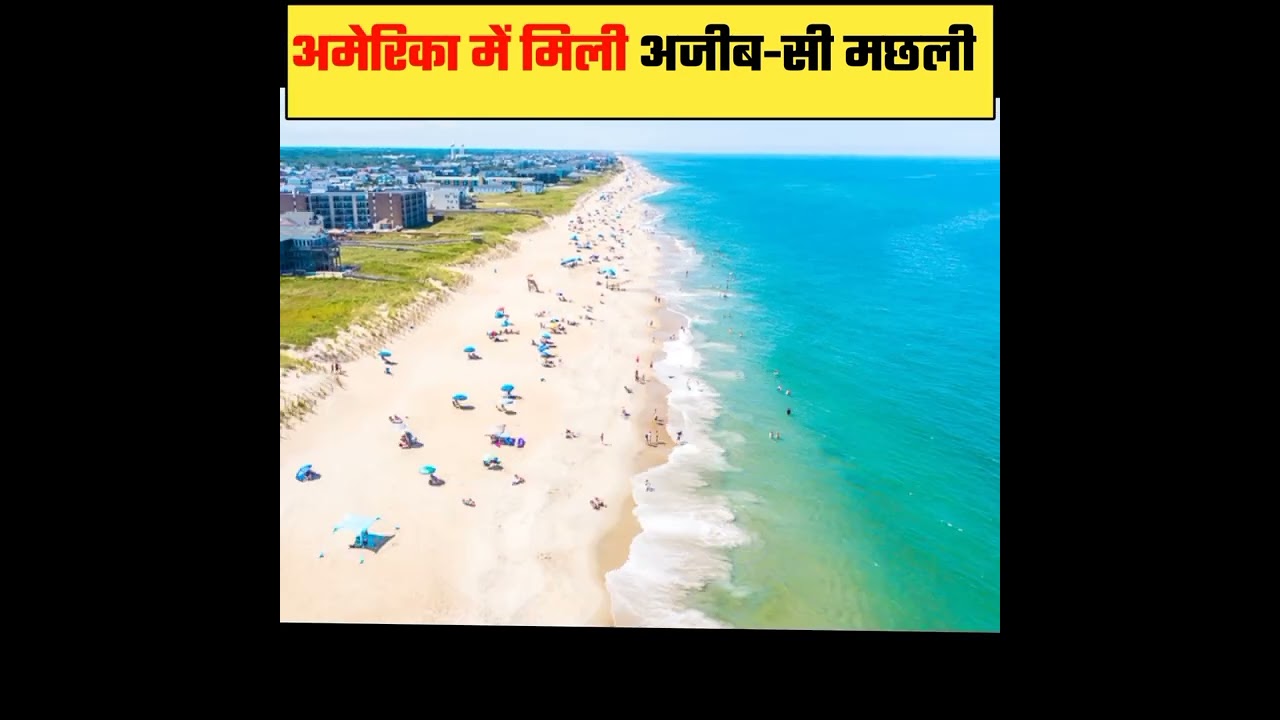अमेरिका में मिली 'इंसानों जैसे दांत' वाली अजीब-सी मछली #shortsvideo #factworld