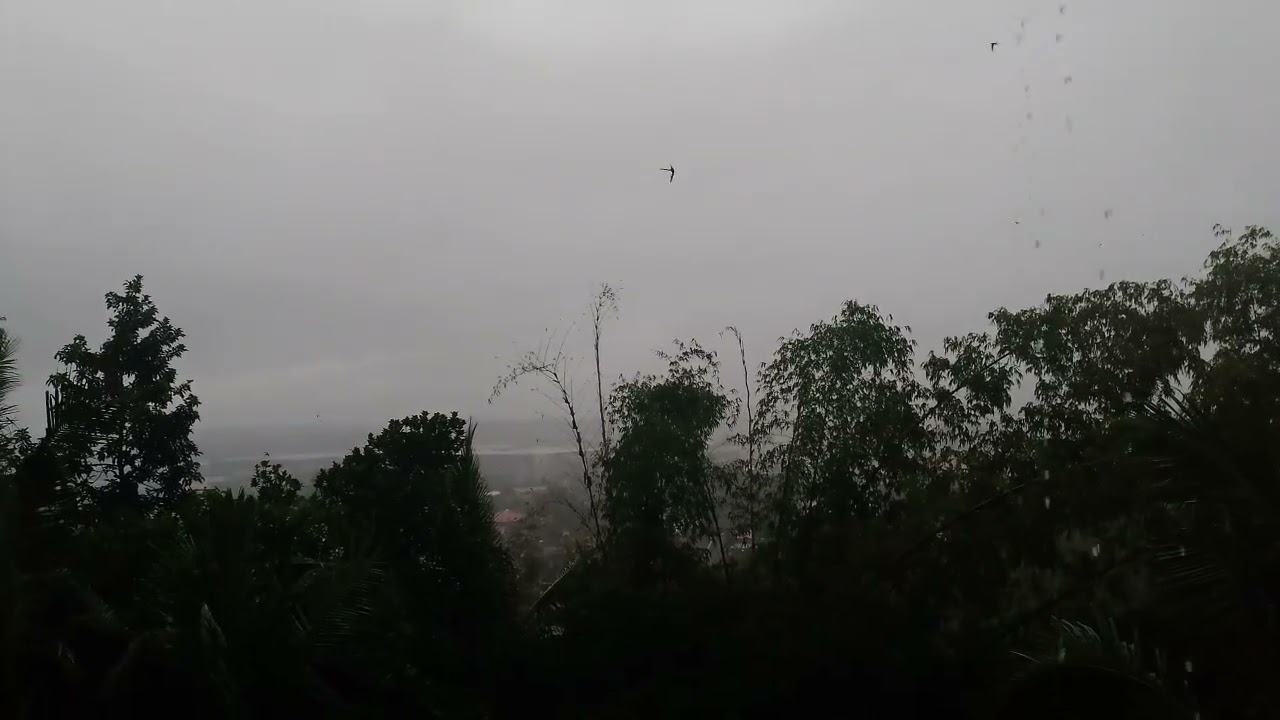 Ang Sayaw na ibon ay sumasayaw Sila at naliligo SA ulan!!
