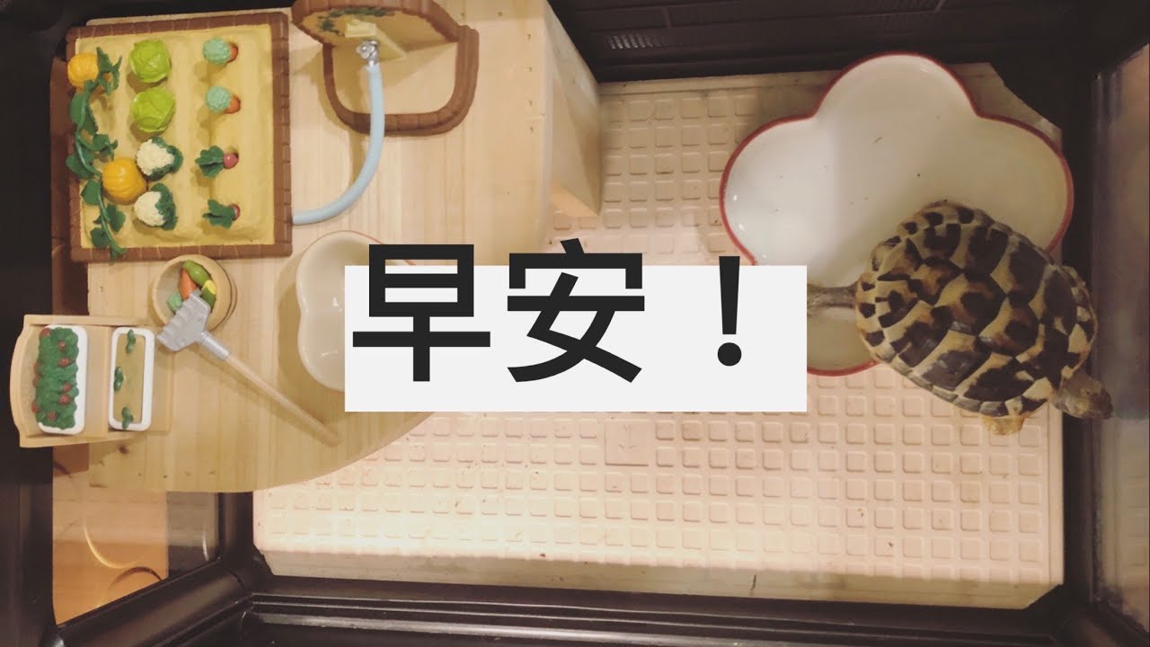 Tooty早安！陸龜每早必做三件事！｜It's a TORTOISE thing EP5