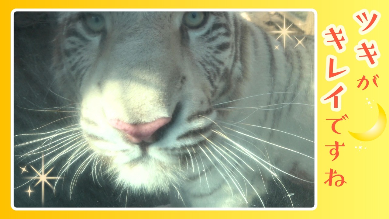 【ツキがキレイですね】伊豆アニマルキングダム　ホワイトタイガー「ツキ」「シグレ」「シロップ」