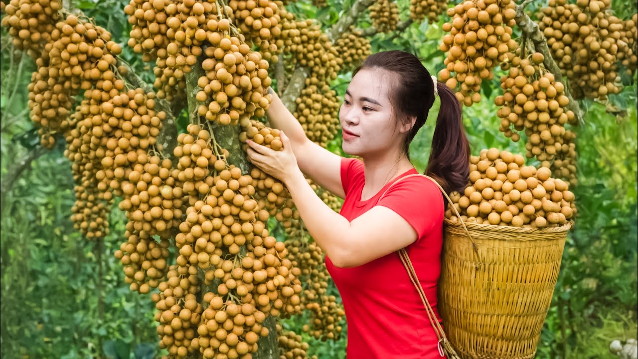 Hand-Picked Wild Nhội Fruit to the Market | Real Traditional Farm Life