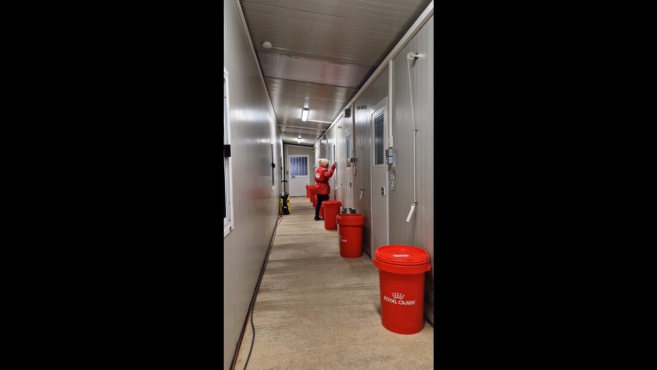 Je vous invite dans les coulisses de ma pension canine un dimanche matin.