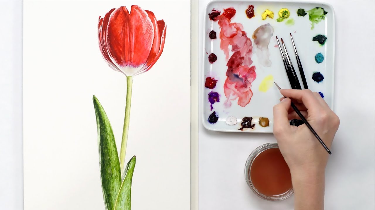 How to paint a 3D red tulip in watercolor with Anna Mason