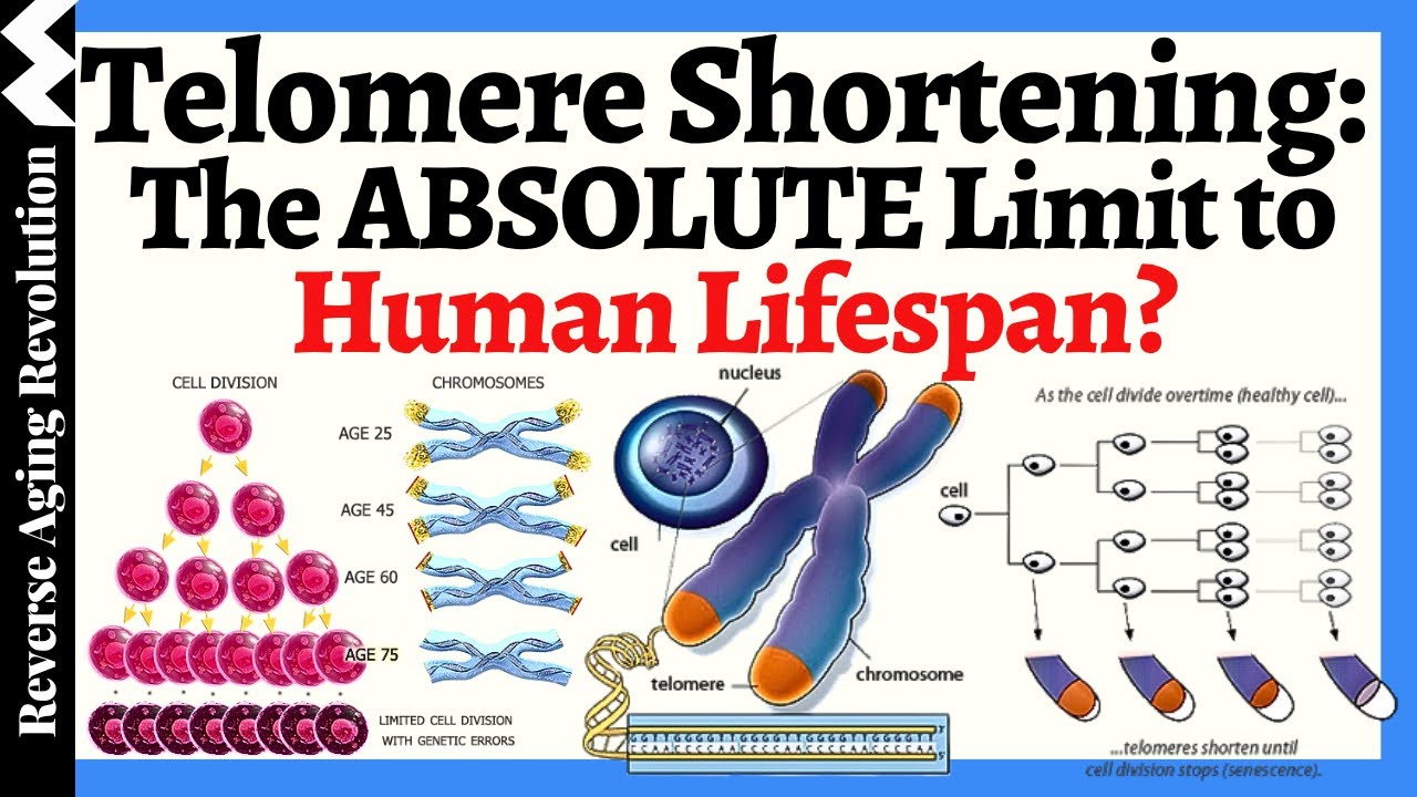 Telomere Shortening: The ABSOLUTE Limit to Human Lifespan??